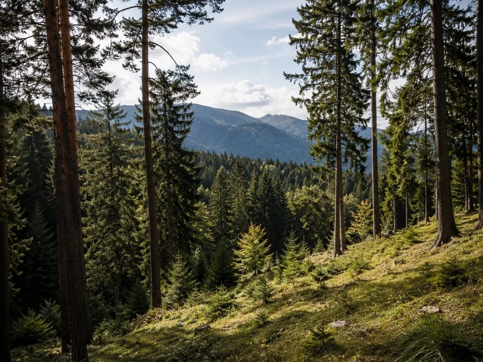Vand Teren Poiana Brasov